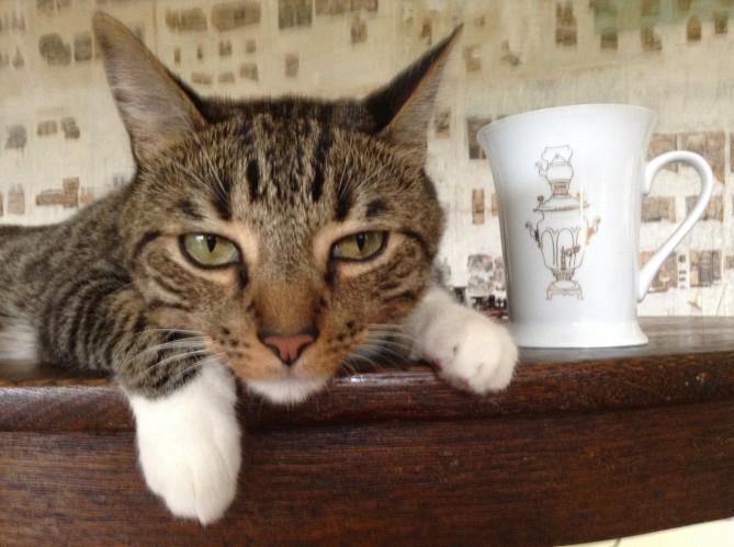 SirBritCat's tweet photo. My last sip of tea was actually a mouthful of limescale because I'm in East Anglia... #BritishProblems http://t.co/F4aiMm70Q1