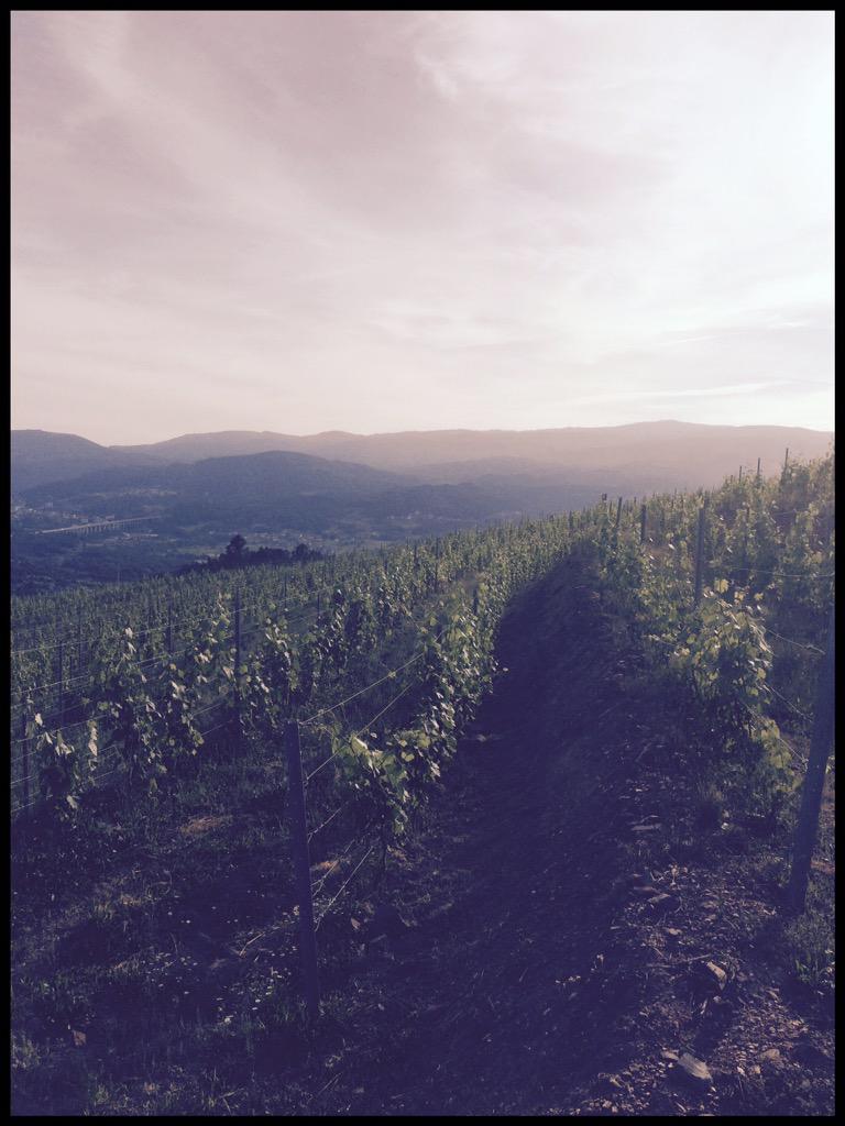 Emocionante proyecto <a href="/CumedoAvia/">Cume do Avia</a>, gracias por enseñárnoslo Diego! / Thanx for sharing your jorney #vinosdegalicia