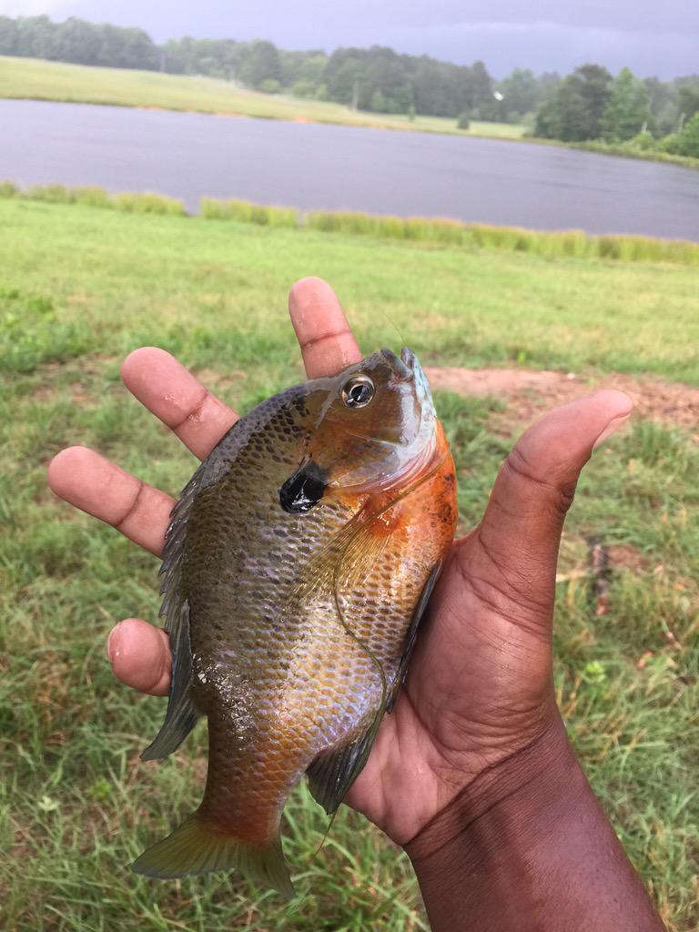 There's some good things that come out of rainy Georgia days! #goodeats#sunperch#flyfishin!