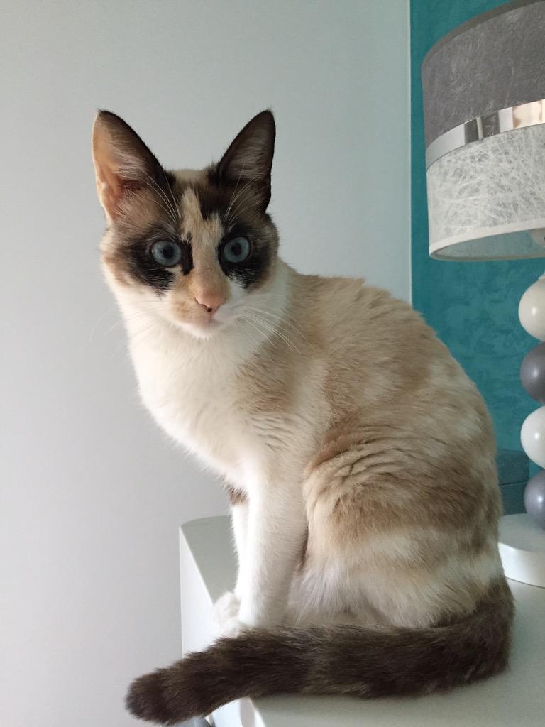 Teo3930's tweet photo. Perdida el día 27 en la Ramblica. Se llama Mia. Recompensa de 300€. 699856863. Lleva microchip. Gracias. http://t.co/TTbX0jvJdh