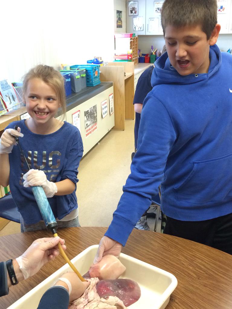 KrisRiffe's tweet photo. Sheep lung dissection in HEART class today with Mr. Anderson! http://t.co/9WIBOPzPJd