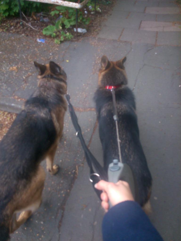 katie_pudney's tweet photo. Something tells me I'll always be safe #personalbodyguards #gsd #perfect #who'swalkingwho http://t.co/hWv1ZC1AXc
