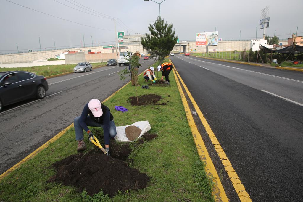MetepecGobierno's tweet photo. Cerca de 100 árboles fueron ubicados en el camellón del libramiento José Ma. Morelos y Pavón. #TrabajamosAlCienPorTi http://t.co/oYNoks9803