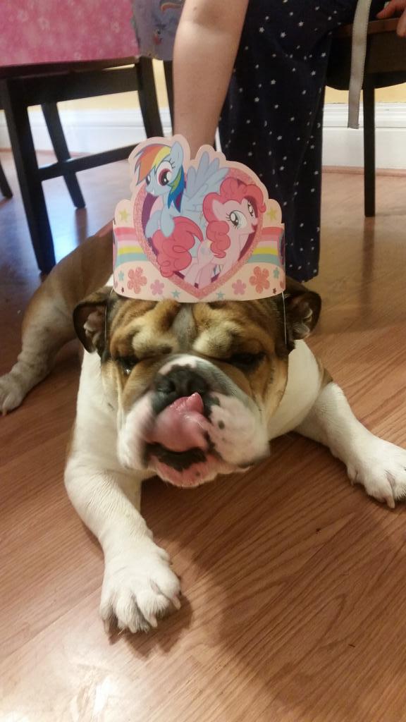 JackiSanders's tweet photo. @R9C5h Bully on KB's birthday! http://t.co/rL2OuJf3uQ