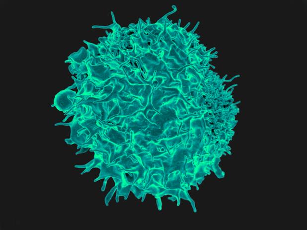 myKnowtions's tweet photo. We may improve #cancer #immunotherapy by targeting a new kind of dendritic cells: http://t.co/x3e0B4yZFC #scicomm http://t.co/CtFHJLgt7j