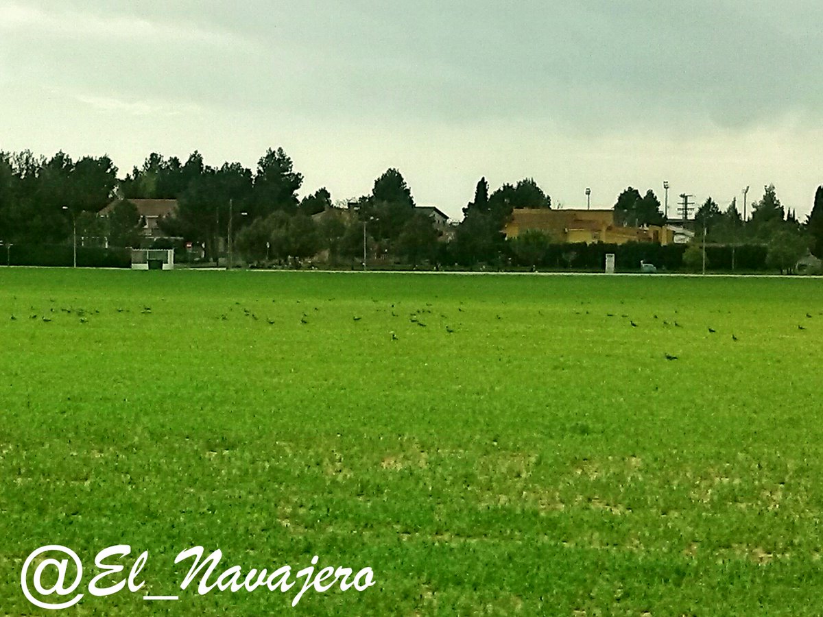 El_Navajero's tweet photo. @pamplonajavi @Jaime_SFF Por mi zona se ven muchos torcazos también, crucemos los dedos a ver que pasa #Mediaveda http://t.co/FzvGAv71r0