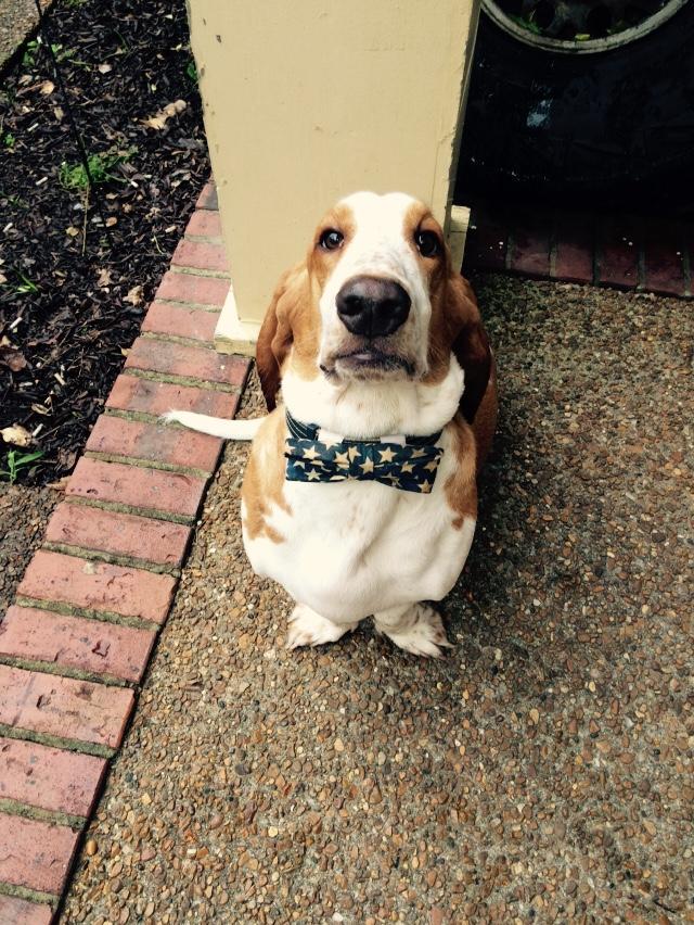 “@CodyPurvisMusic: My boy... Sir Duke. #anythingforatreat #doot #mybuddy @bassethoundlove @BassetHounds_ ”@geologomx