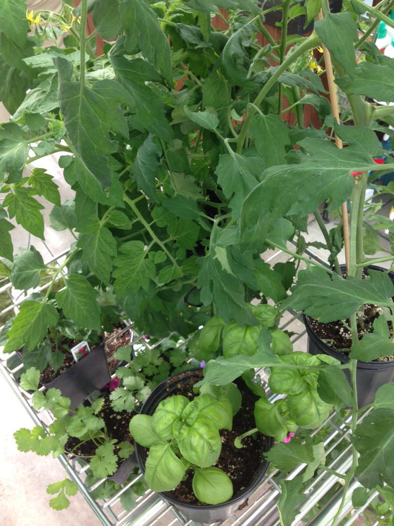 Fabulous greenhouse spoils!! <a href="/FlowerFarm_CNP/">SpringBreak CNP</a>