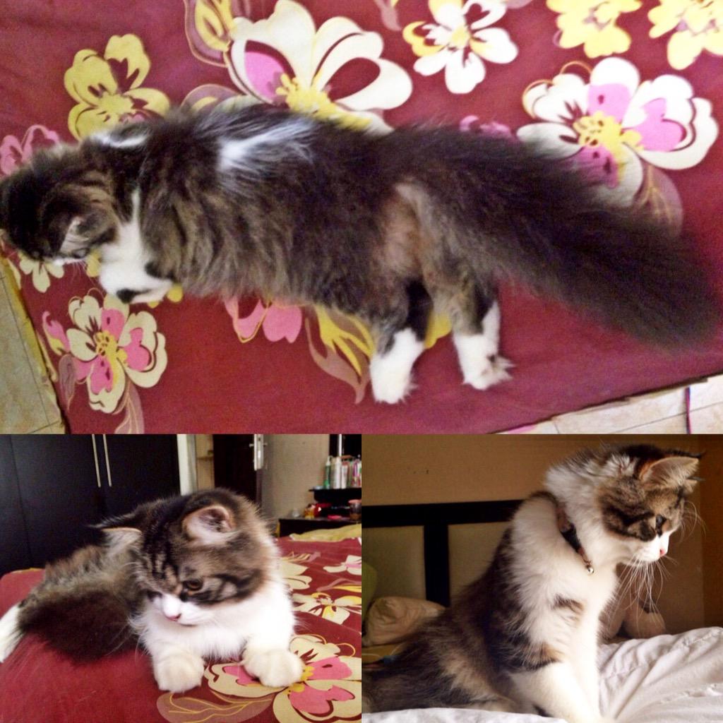 WiraSDF's tweet photo. Forsale all in ,
Vaksin lengkap 
Kandang , makanan , pasir 
4 bulan persia
Bisa hubungin 081277943344 http://t.co/p4UH1Z57Dw