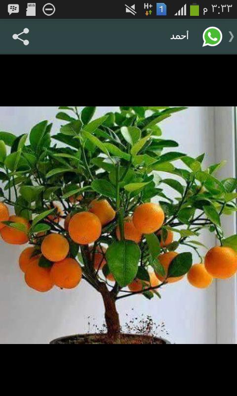 صباح الخير