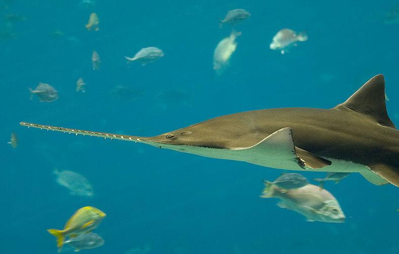 Акулий нос. Древняя акула геликоприон. Скат мелкозубый пилорыл. Древняя акула геликоприон. Геликоприон акула.