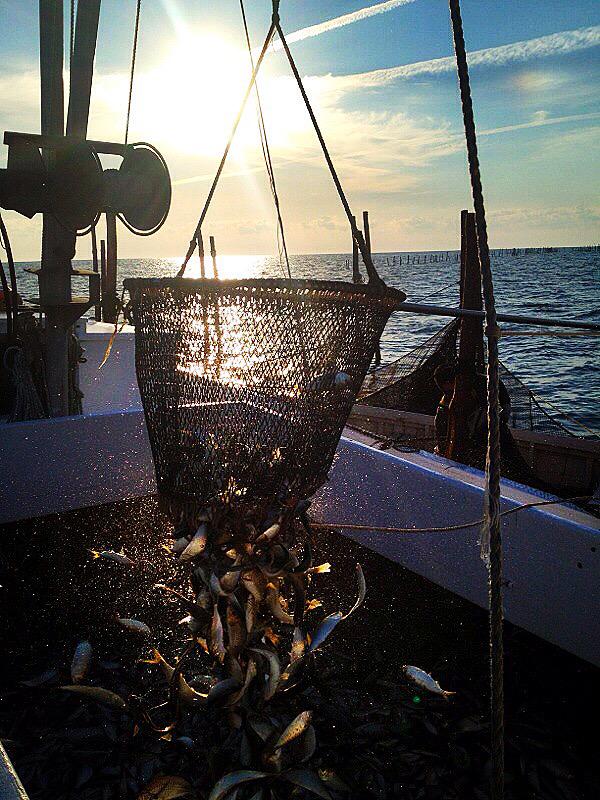 MTDispatch's tweet image. Learn more about Virginia's national presence in the commercial fishing industry in my last tweet!