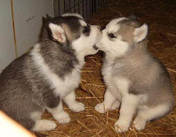 SmilingForZiam's tweet photo. @WeeklyChris CHRIS LOOK ISNT IT CUTEE😍 http://t.co/taCWXq642d