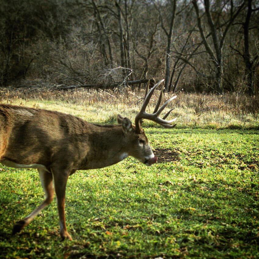 Drury Outdoors 🦌 tweet media