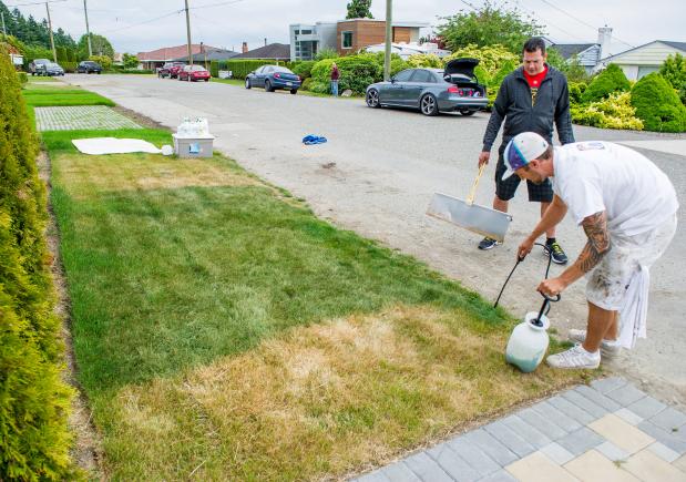 theprovince's tweet photo. Dyeing dry grass is a green way to go http://t.co/tR4iJuv3Qk http://t.co/ISWa1Erulq