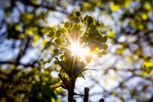 Ecogranjero's tweet photo. El polen podría sembrar nubes: nueva relación entre plantas y atmósfera http://t.co/4NP6Rzk5AR http://t.co/4ShsQDFGnq