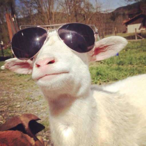 GirlsNoteBook's tweet photo. you goat to block out the haters 🐐 http://t.co/RQ6HCU6hjP