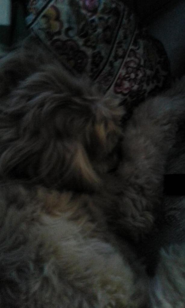 MrsKelleyRogers's tweet photo. @ElliGracie, here are some #ClaudetheCockapoo snuggles for you! http://t.co/lge81zEkab