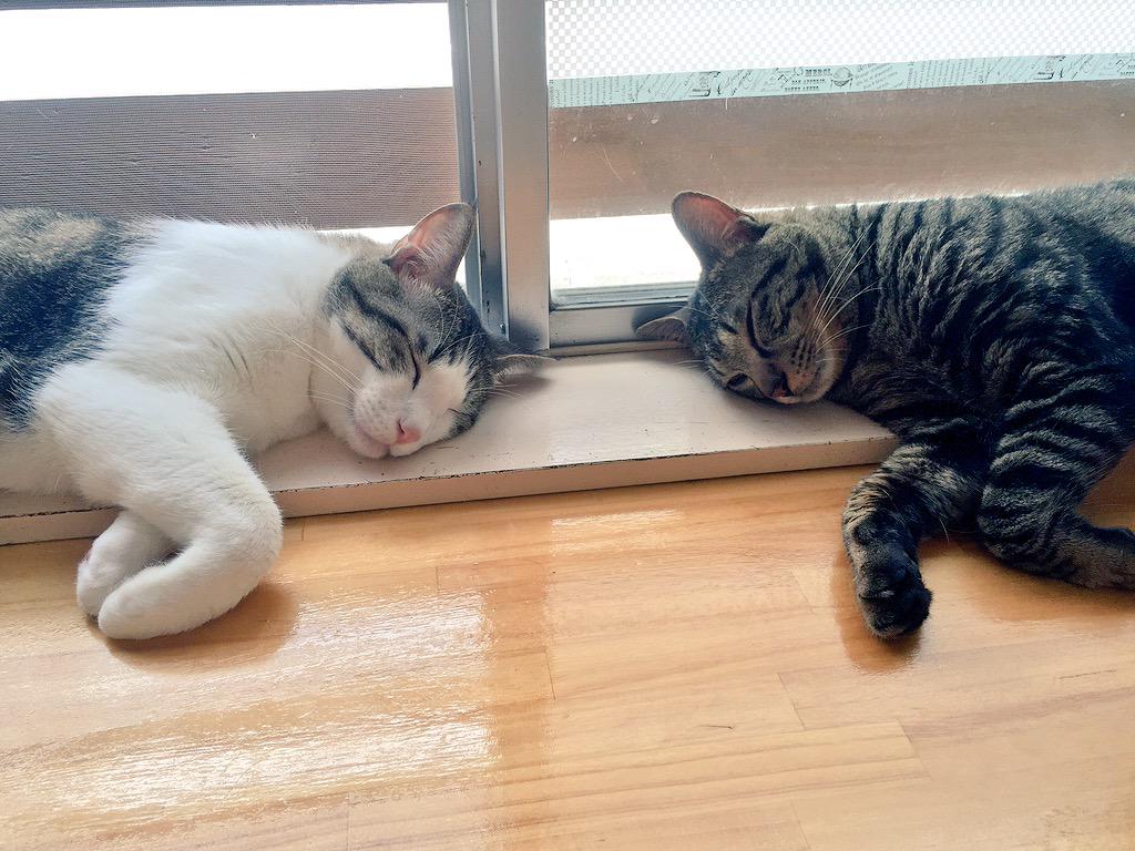 猫カフェtangoの日常 Togetter