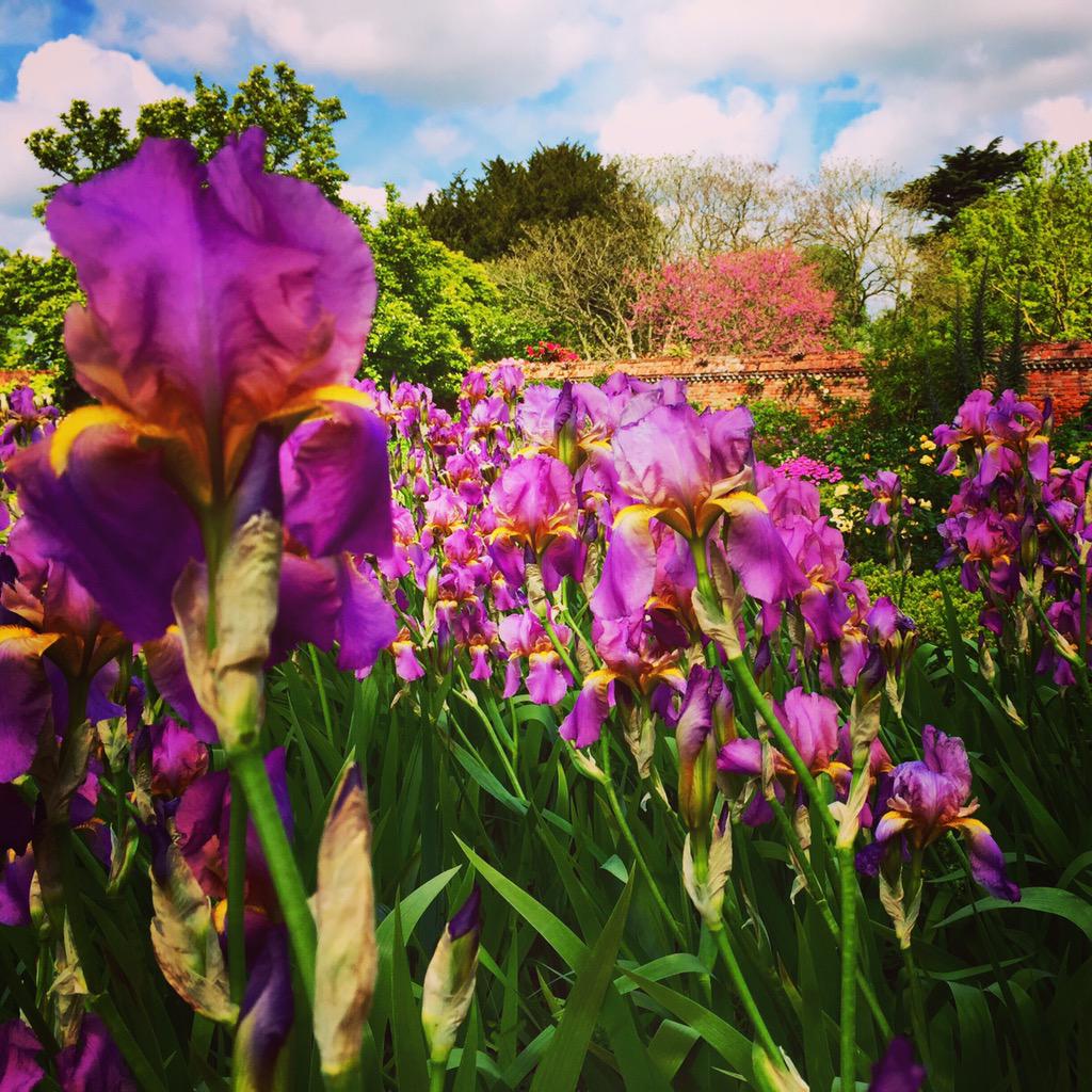 DoddingtonHall's tweet photo. Feeling fresh as an #Iris as we get ready to open the gates on day 3 of #IrisWeek (11am-4pm, daily, until 7 June). http://t.co/dwU5aW81yu