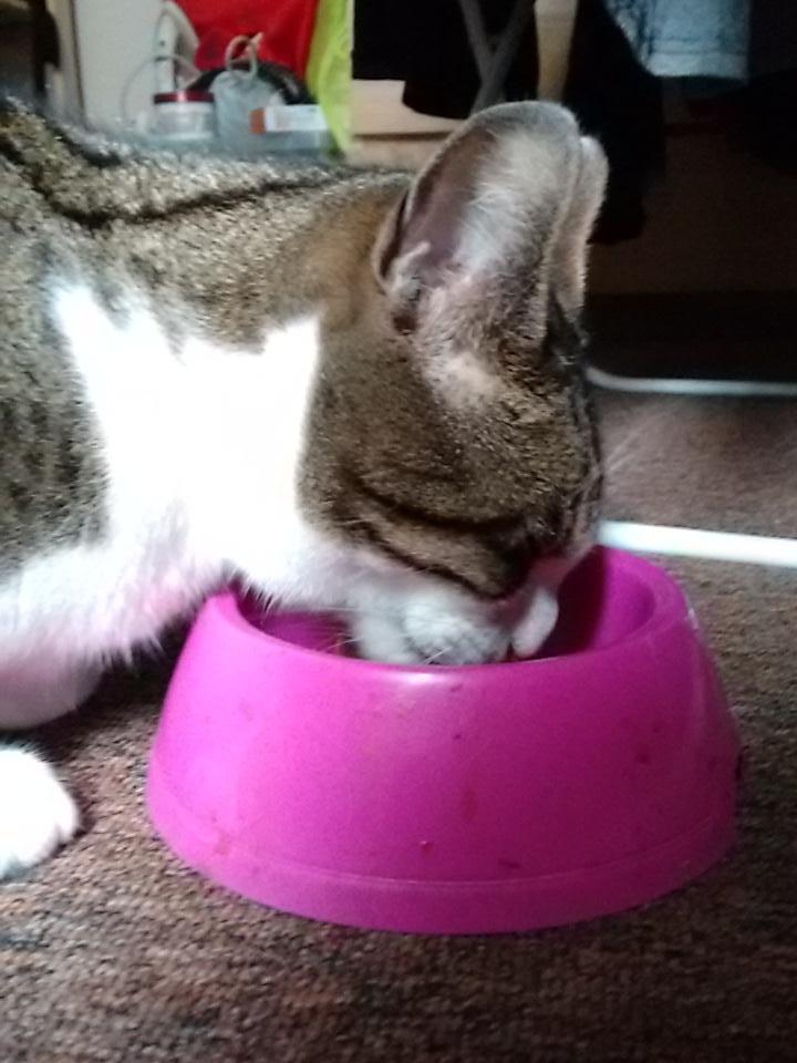 ThecatRodney's tweet photo. #breakfast http://t.co/FGogU8UZdj