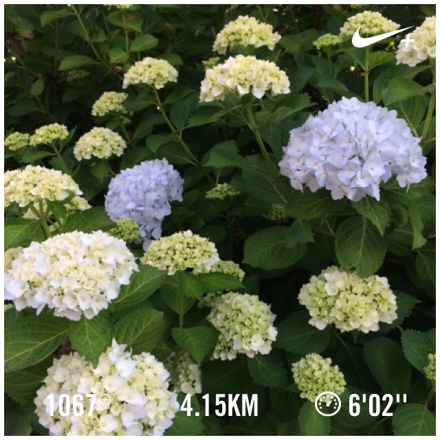 chako0301's tweet photo. そういえば6月ね Nike+を使用して4.15 kmのランを終了しました。 http://t.co/Wd0aR6n1qL #nikeplus http://t.co/kl6MgbPZcX