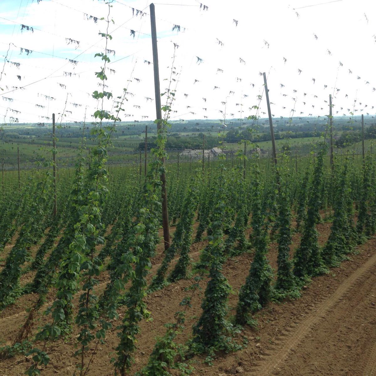 Smooth_Red's tweet photo. ...and also hops fields. #NotWhatWeDo #StillTravelThough #France #wine #beer #Alsace #summer http://t.co/6HGImCy7jj