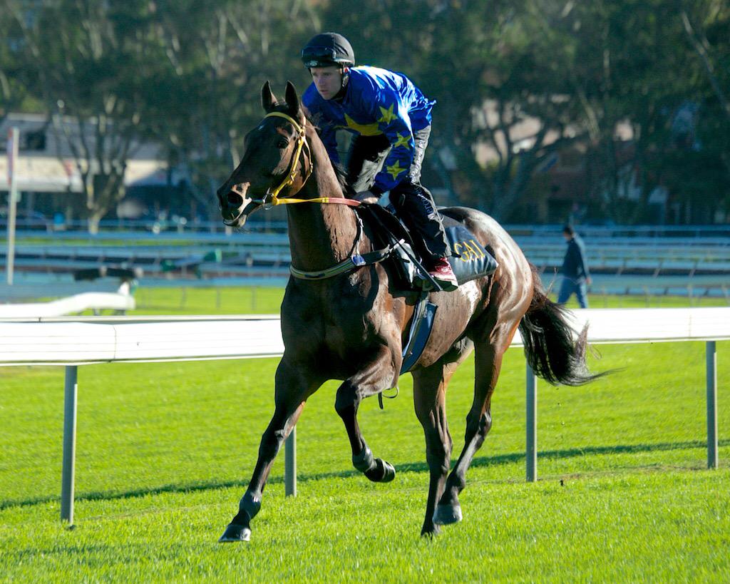 GaiWaterhouse1's tweet photo. Sydney Cup winner The Offer worked superbly this morning and is set for Queensland to resume on the 20/6 #TrackNotes http://t.co/nmYzPwwEy3