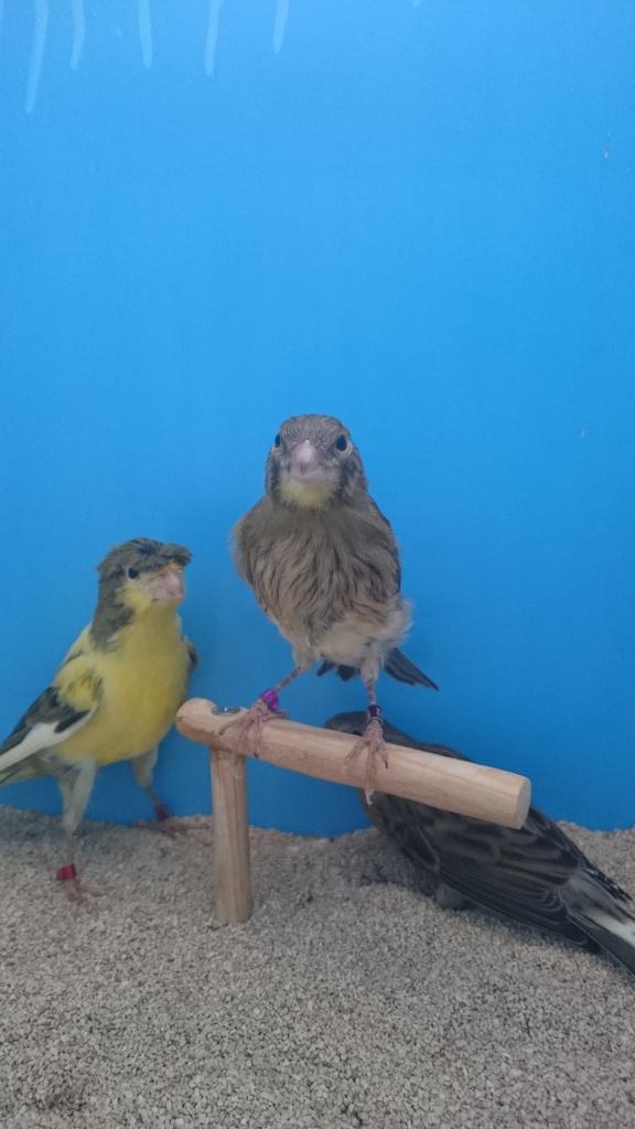 timbradosDG89's tweet photo. Timbrados del 2015 http://t.co/sEhNduP4Le