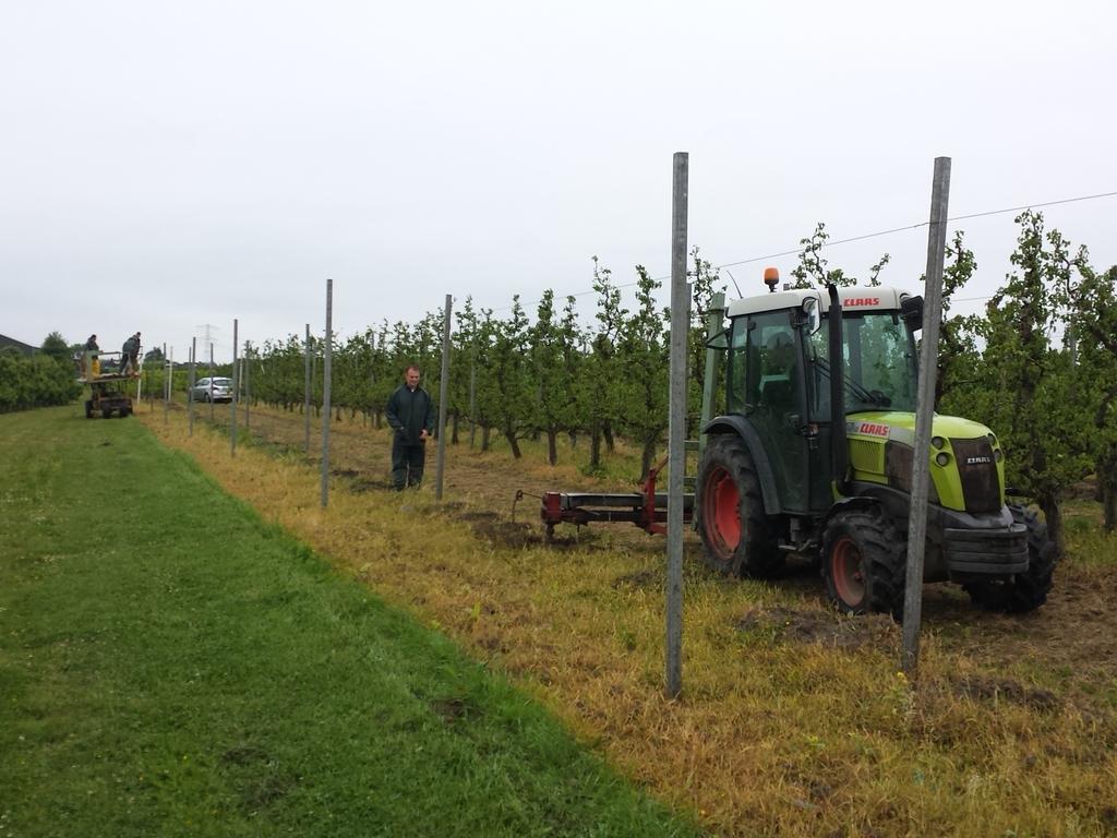 BalRene's tweet photo. Pilot rood schillige perenrassen planten @Fruvo @DLVFruitteelt @PPOBBF http://t.co/tV9pYgtz6V