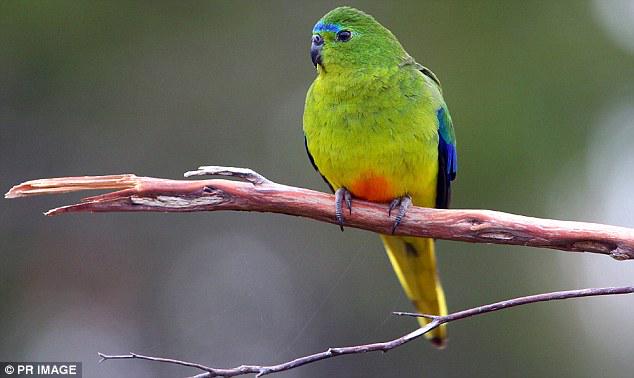 BirdLife_News's tweet photo. Australia's Orange-bellied Parrots are in trouble http://t.co/d5gY8Y2emW http://t.co/Kcmcqty1qG