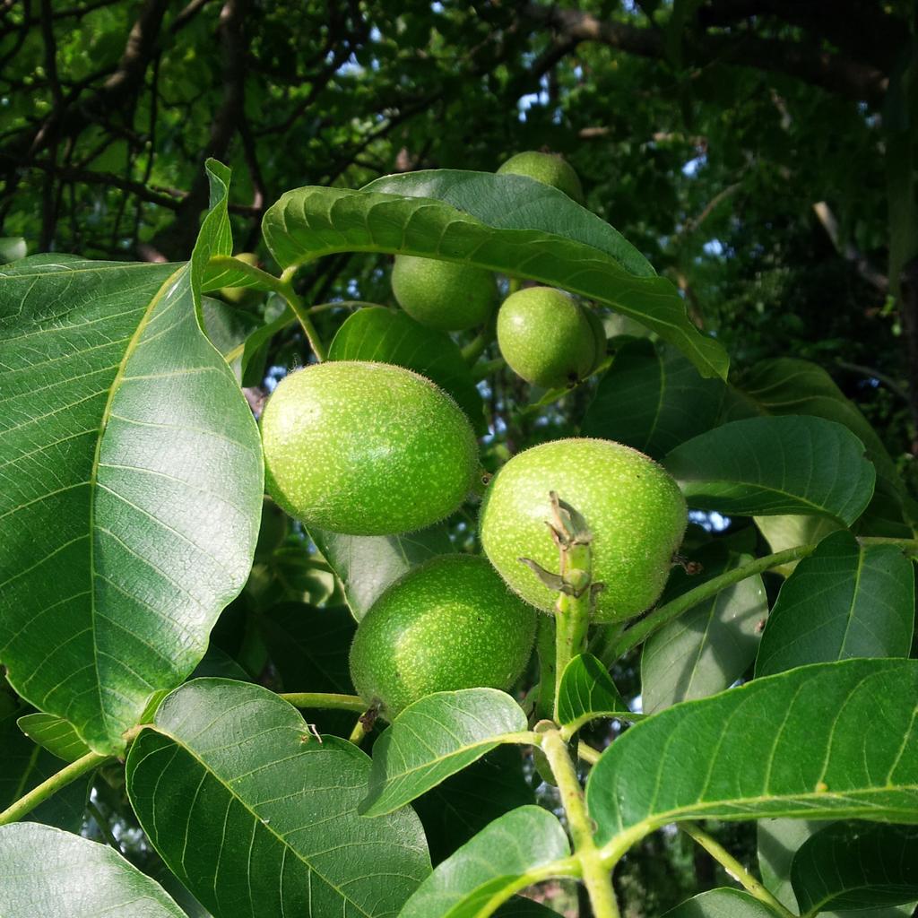marfin_wife's tweet photo. Pronti per il nocino! #garden #green #beautifulday #noci #liquore #cheprofumo http://t.co/EMWZxCiU8s