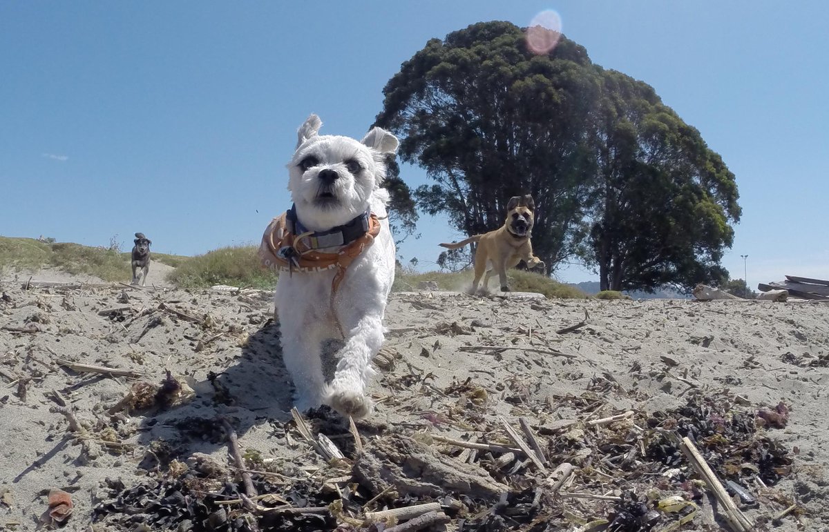 GoProCharlie1's tweet photo. @coconut_cam #coconutcam #happydog #shihtzu #bayarea #bayareadogs #gopro #goprodogs #quirkeley http://t.co/p7b5rVe6zl