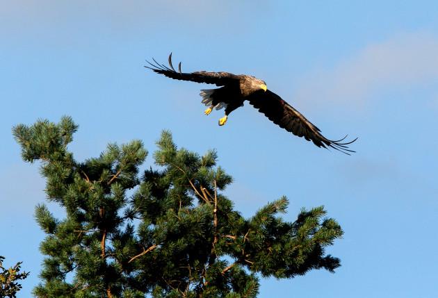MetAlertIreland's tweet photo. White Tailed Eagles hatch chicks in 4 Irish counties, Galway, Clare, Cork & Kerry
#reintroductionprogram #greatnews http://t.co/g7F3XFrM79