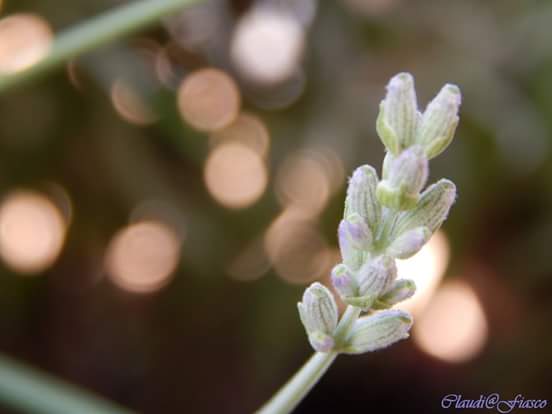merdeme67's tweet photo. Prelude rosemary #bringbackflower #nature #photography #plants #gardenlife http://t.co/dnhbGkGP0d