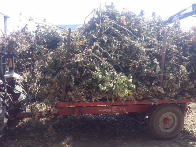 Ibero Massa Floresta tweet media