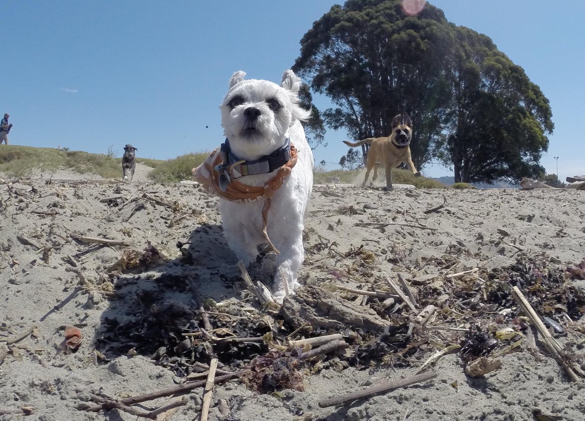 GoProCharlie1's tweet photo. @coconut_cam #coconutcam #happydog #shihtzu #bayarea #bayareadogs #gopro #goprodogs #quirkeley http://t.co/p7b5rVe6zl