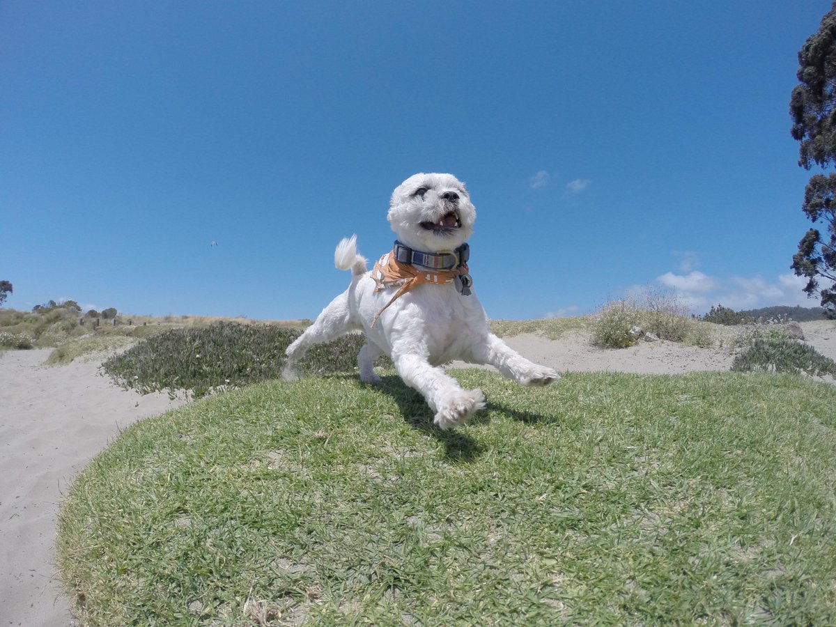 GoProCharlie1's tweet photo. @coconut_cam #coconutcam #happydog #shihtzu #bayarea #bayareadogs #gopro #goprodogs #quirkeley http://t.co/p7b5rVe6zl