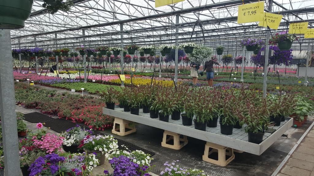Er bloeien mooie dingen op Schouwen-Duiveland! Op bezoek bij Bloemkwekerij de Tol.