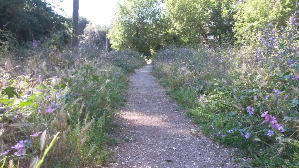 giulia8rogati's tweet photo. Foresta pluviale?No, parco di via Pietro Marchisio, Roma. @ignaziomarino che dovemo fa? http://t.co/hAJZ3kWWiW