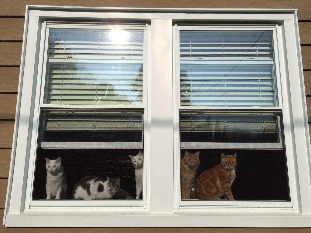 catinwindows tweet picture