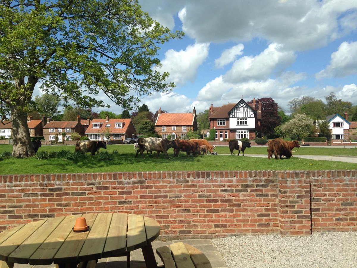 Our resident #HighlandCows are a great feature to village life in #NunMonkton