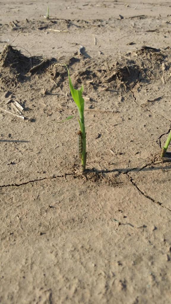 agman2005's tweet photo. Serious cut worm damage near Geuda springs Kansas. http://t.co/WBRLyeOPiJ