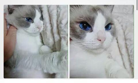 sassystarah's tweet photo. @sarahcroce AS A CAT. still breathtakinglygorgeousalwaysdrunk girl 😘😘😘😘😘😘 lovelots XxX http://t.co/6RKjMtKhYX