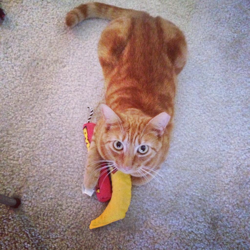 krbig's tweet photo. #mine @catsofinstagram #catsofinstagram http://t.co/yMYs4TP9X3