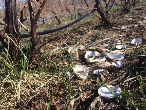 #DYK that the calcium &amp; lime from oyster shells are good for soil &amp; vines? That's why you see them in our vineyards!