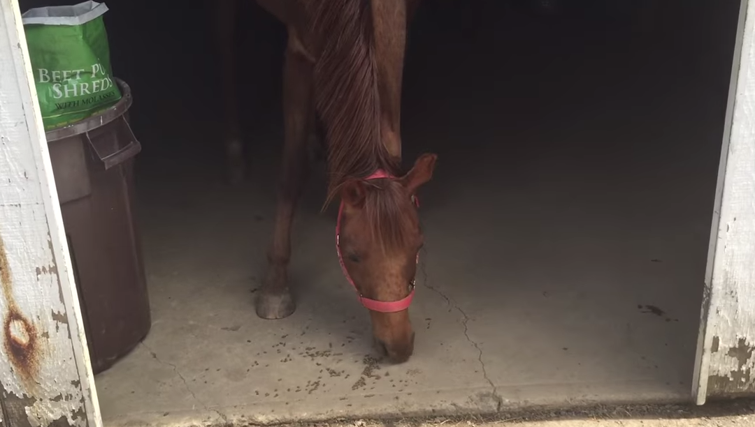 HorseNetwrk's tweet photo. "It Wasn't Hugo" Is the New For-Lease Smash Hit of Summer 2015 http://t.co/lVO24I8aEv http://t.co/11adLIEZ1S