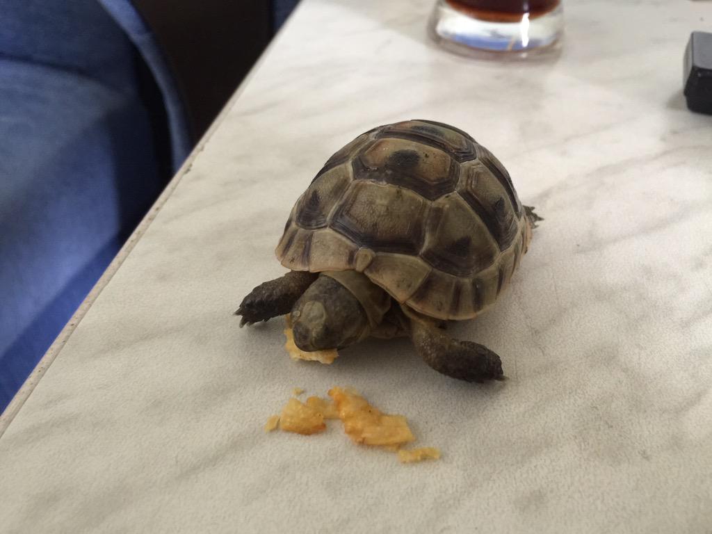 Şimdide cips yiyor sizinki ne yiyor😃😃😃