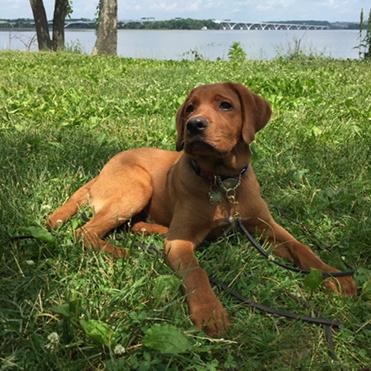 Good morning from DC! @ActiveLifeDC <a href="/WhistleLabs/">Whistle (by Tractive)</a> <a href="/taggtracker/">Tagg GPS Pet Tracker</a> <a href="/VCAPetHealth/">vcapethealth</a> #puppylove #dogsoftwitter #lovemydog