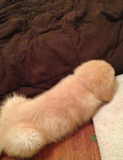 GirlsNoteBook's tweet photo. that awkward moment when your dog doesn't look like a dog http://t.co/AVcMUAjF8o